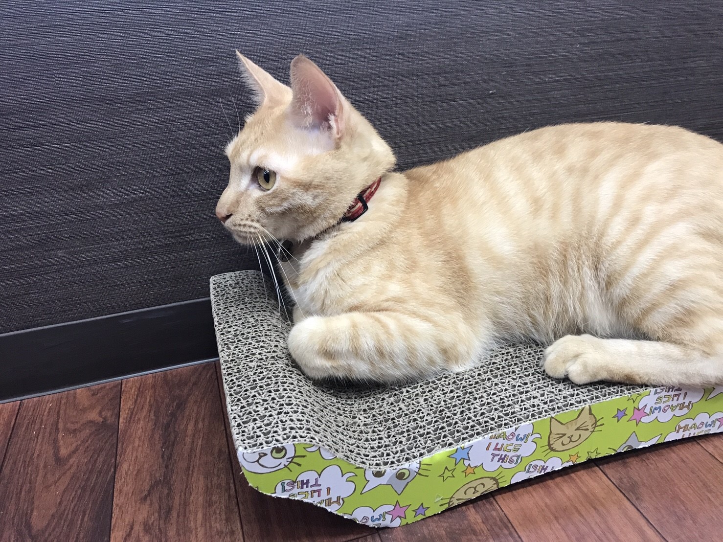 猫用爪とぎ 猫用爪とぎ