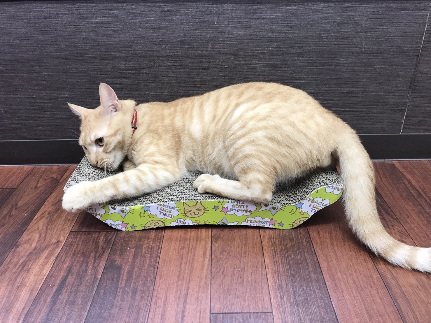 猫用爪とぎ 猫用爪とぎ