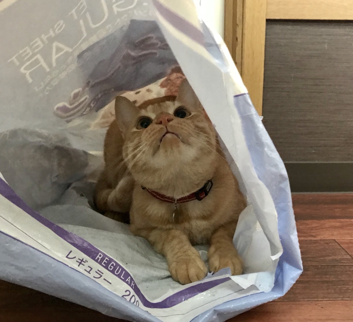 アンバー アンバー