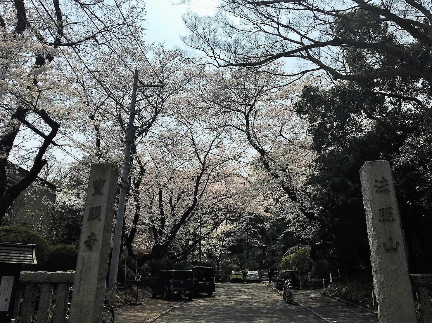 お花見@豊顕寺 お花見@豊顕寺