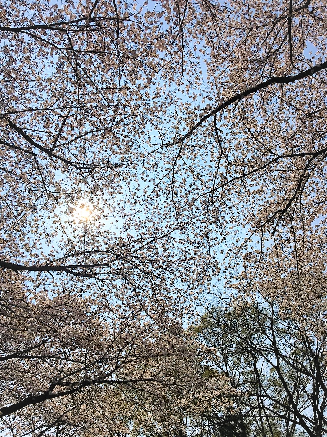 満開の桜! 満開の桜!