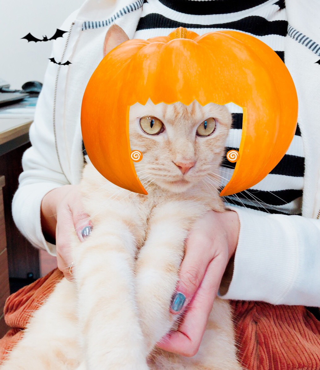 かぼちゃアンバー