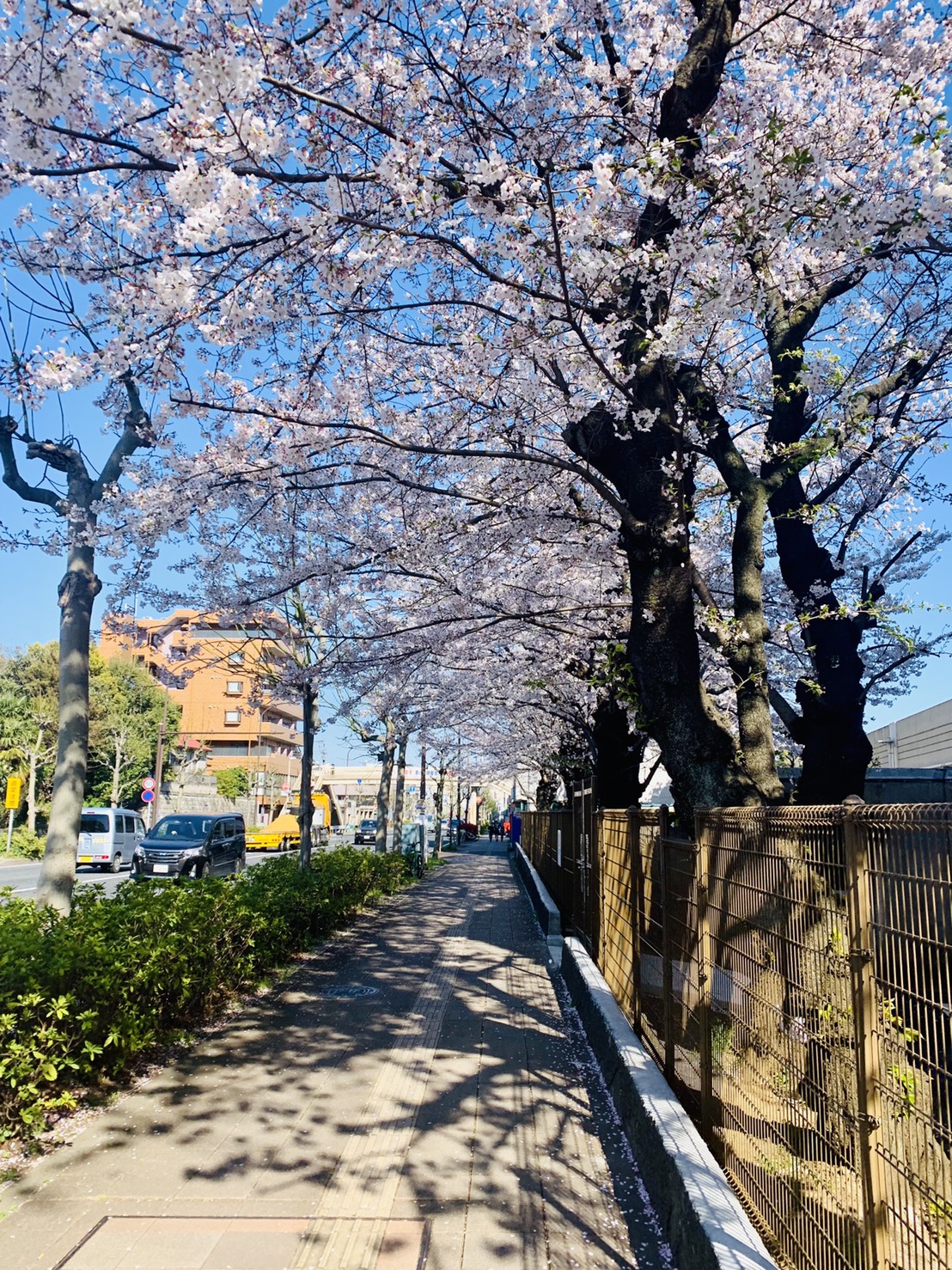 さくら さくら