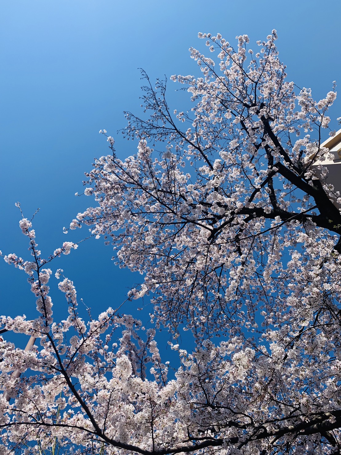 sakura sakura