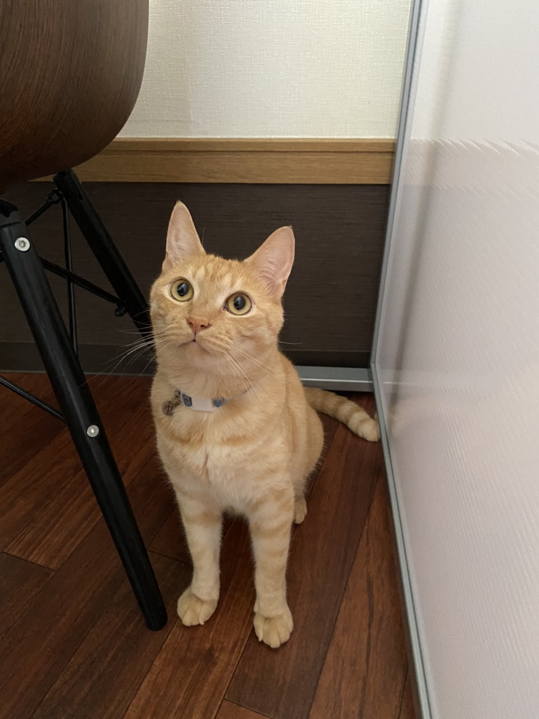 アンバー アンバー
