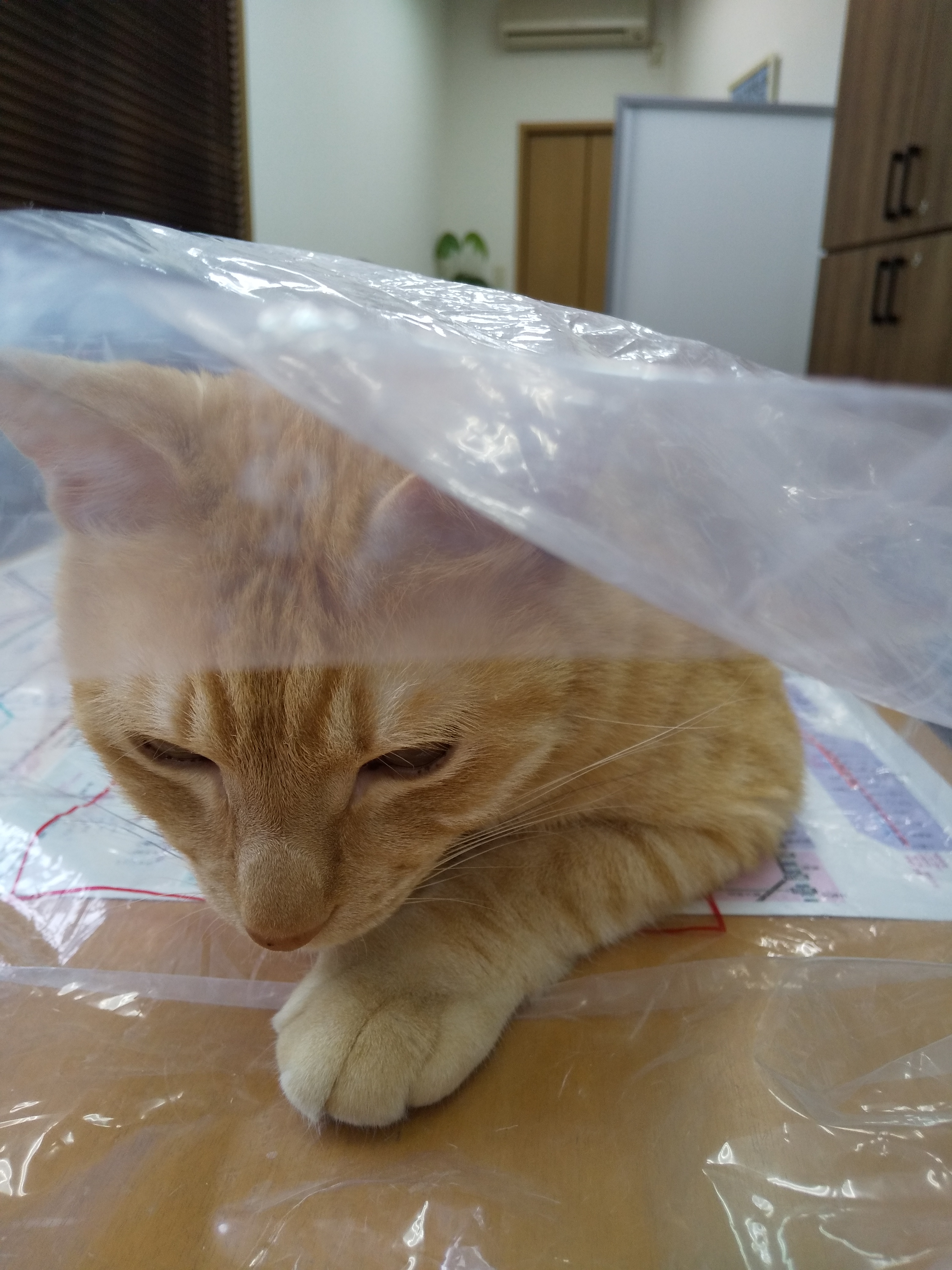 アンバーくん アンバーくん