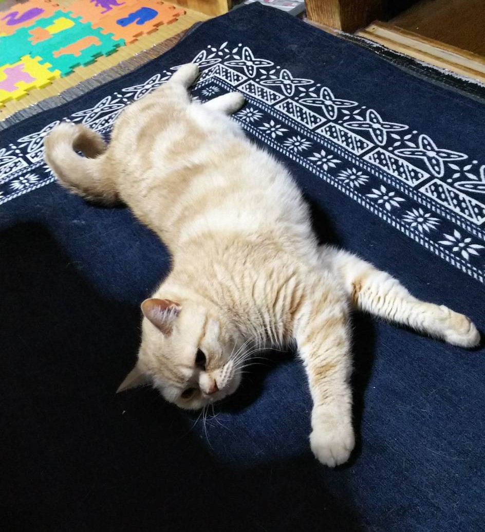 とびにゃん