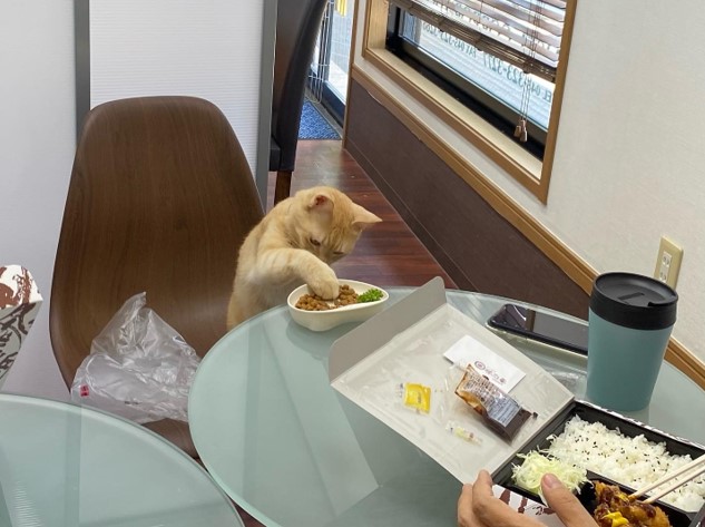 ランチミーティング