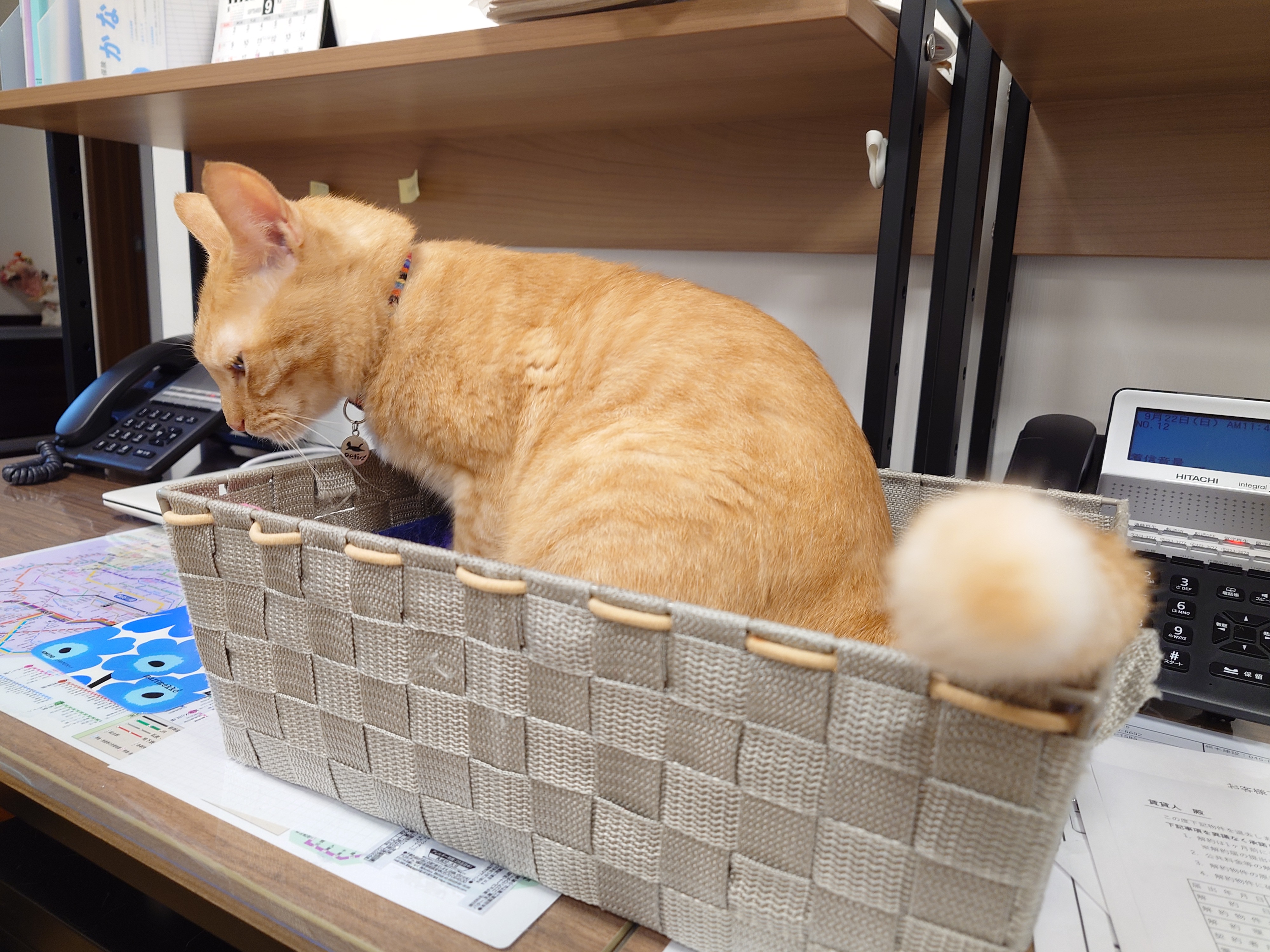 アンバー